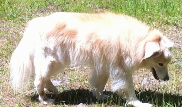 A tan and cream Gollie dog is looking down at the ground as it walks across a lawn